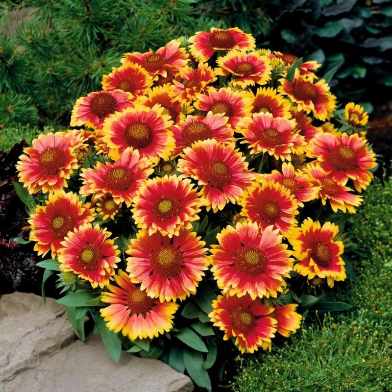 Blanket flower seed germination sale