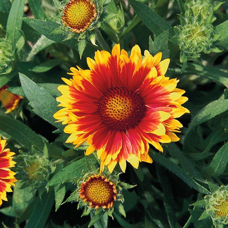 Gaillardia Arizona Sun Seed