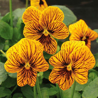 Viola Angel Tiger Eye Yellow F1 Seed