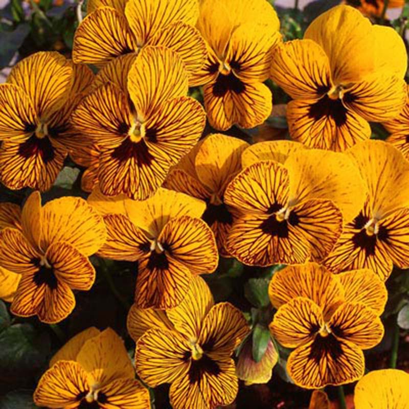 Viola Angel Tiger Eye Yellow F1 Seed