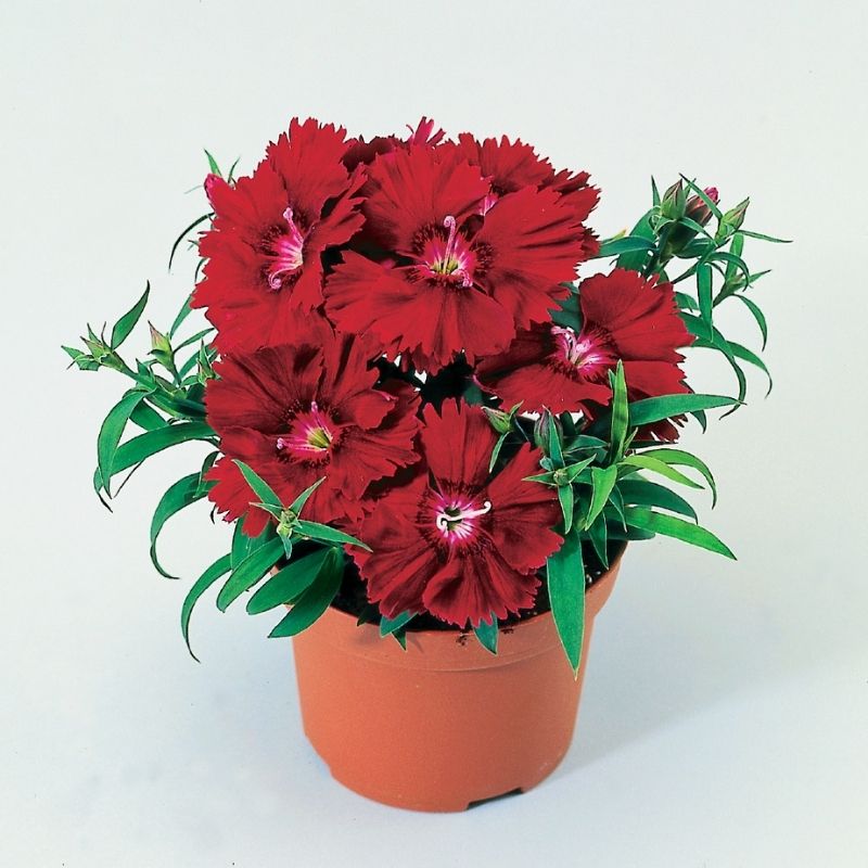 Dianthus Diana Crimson F1 Seed