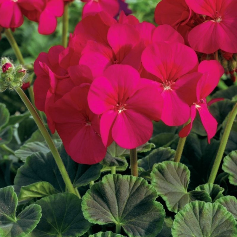 Geranium Bullseye Cherry F1 Seed