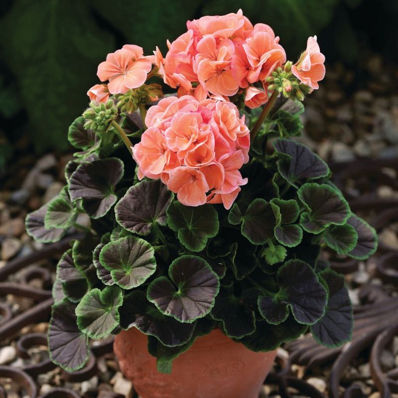 Geranium Bulls Eye Salmon F1 Seed