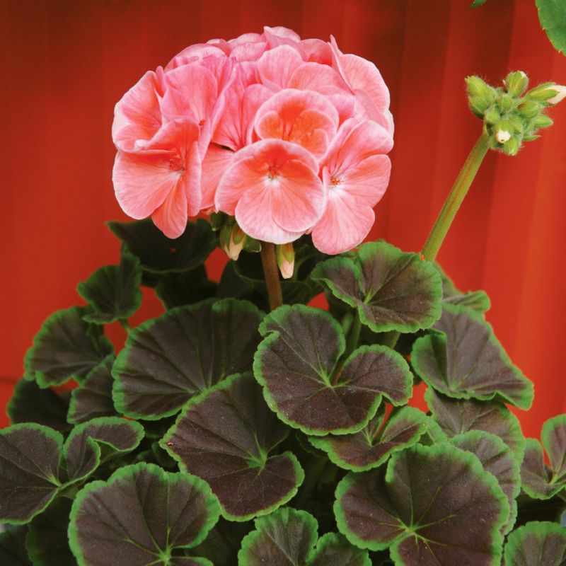 Geranium Bulls Eye Salmon F1 Seed