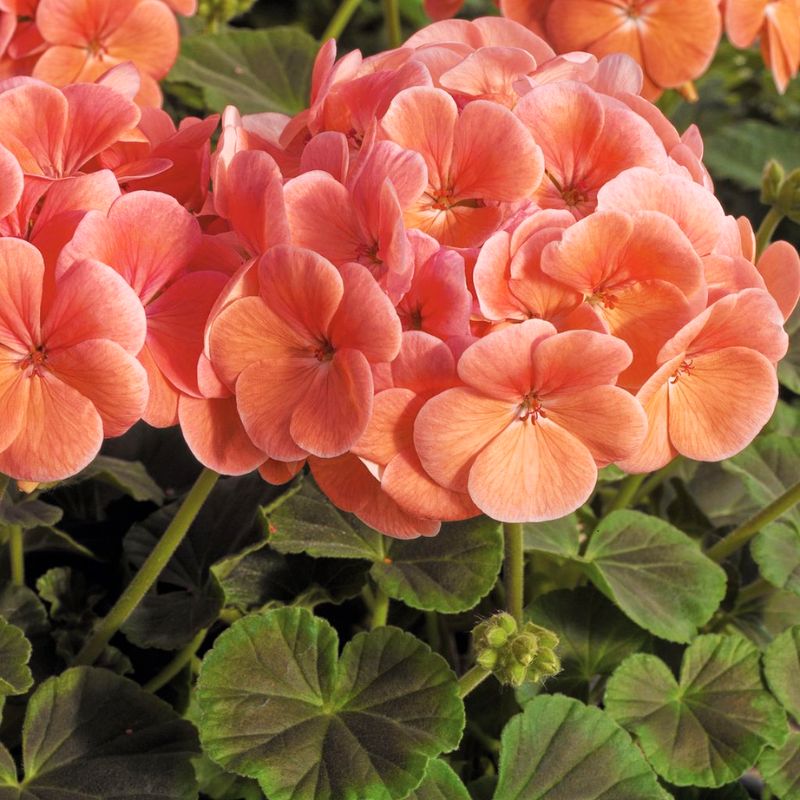 Geranium Bulls Eye Salmon F1 Seed