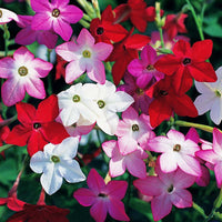 Nicotiana Perfume Mix F1 Seed