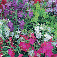 Nicotiana Perfume Mix F1 Seed