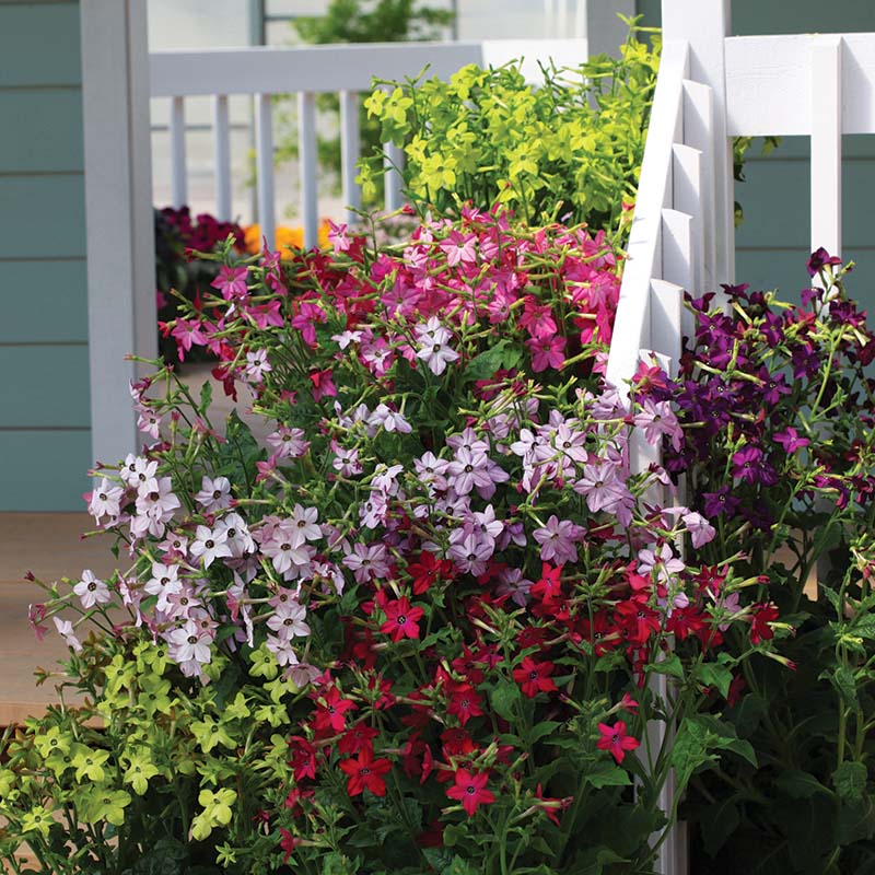 Nicotiana Perfume Mix F1 Seed – Harris Seeds