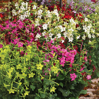 Nicotiana Perfume Mix F1 Seed