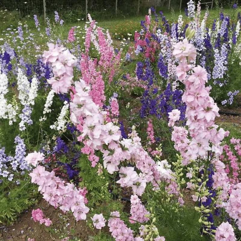 Larkspur Giant Imperial Mix Organic Seed