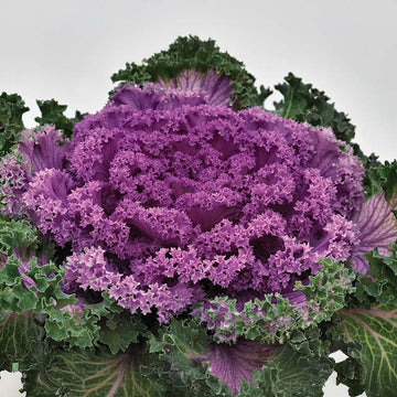 Ornamental Kale Nagoya Rose F1 Seed