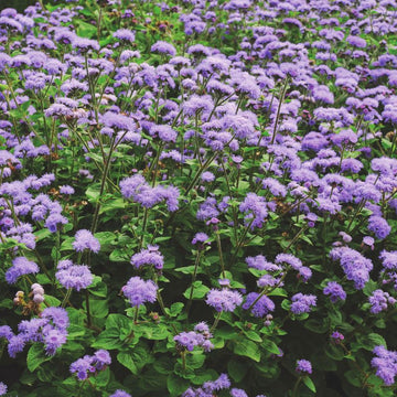 Ageratum High Tide Blue F1 Seed