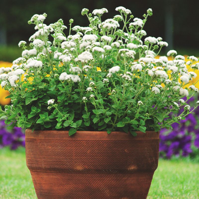 Ageratum High Tide White F1 Seed