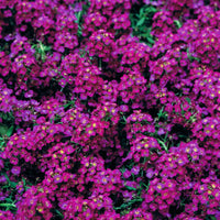 Alyssum Wonderland Deep Purple Seed