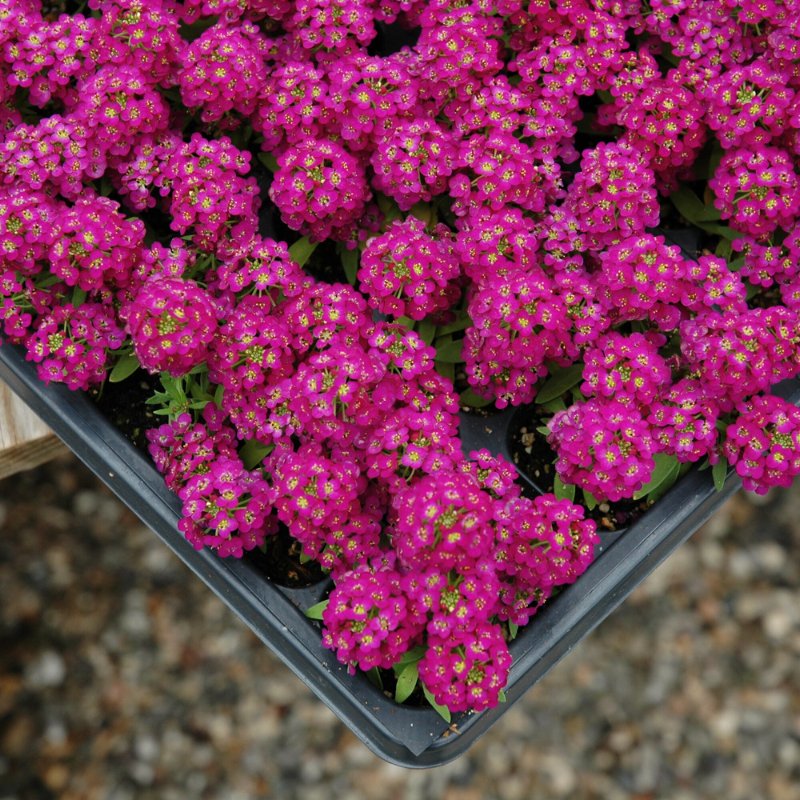 Alyssum Wonderland Deep Purple Seed