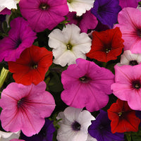 Petunia Easy Wave Mix F1 Seed