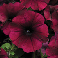 Petunia Easy Wave Mix F1 Seed