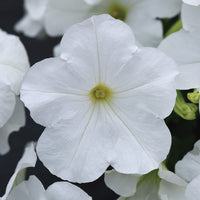 Petunia Easy Wave Mix F1 Seed