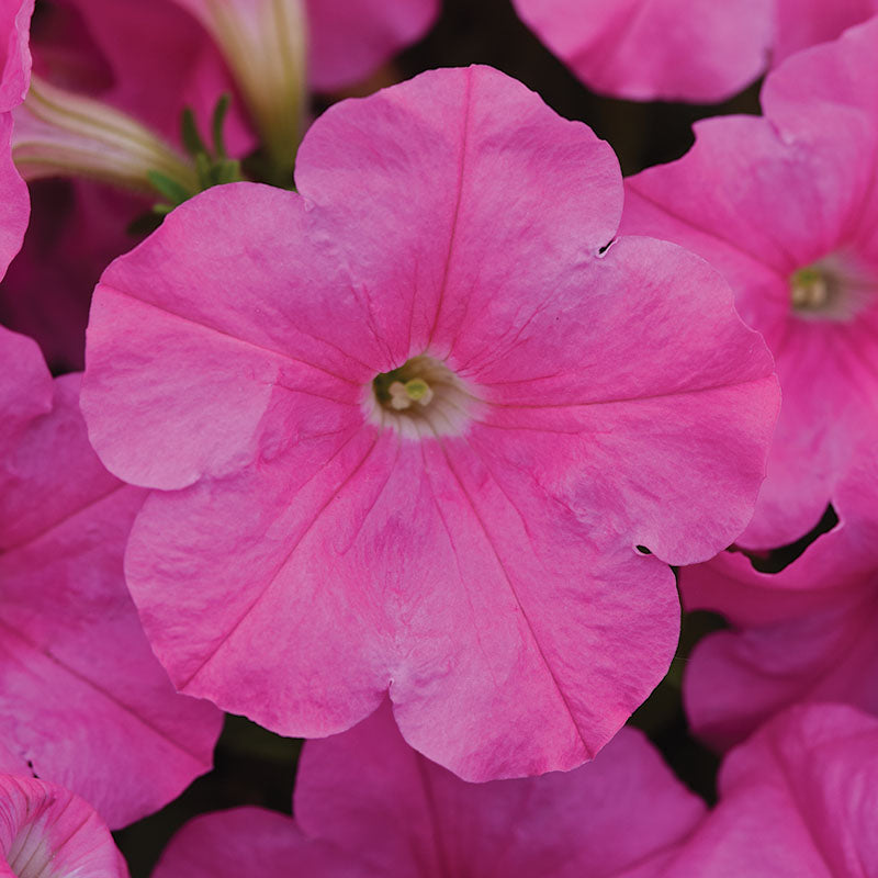 Petunia Easy Wave Mix F1 Seed