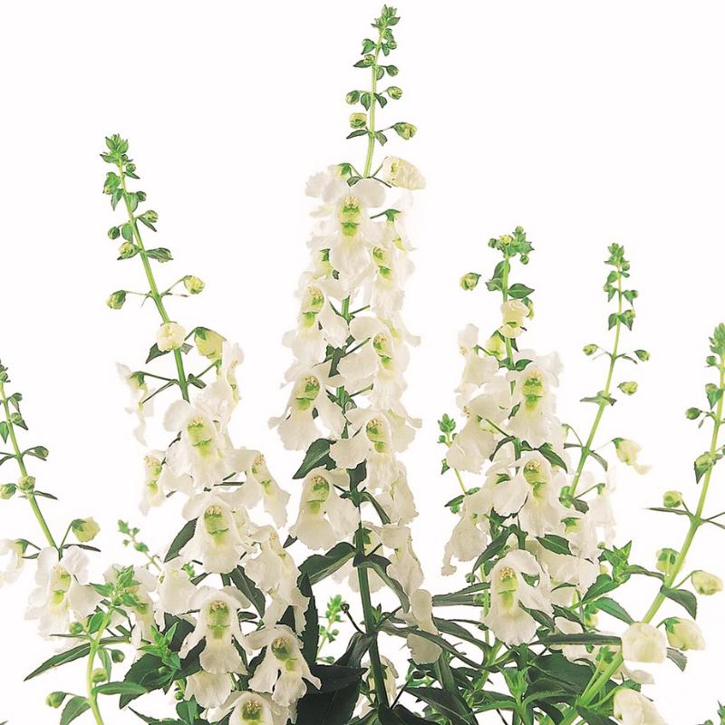 Angelonia Serena White F1 Seed