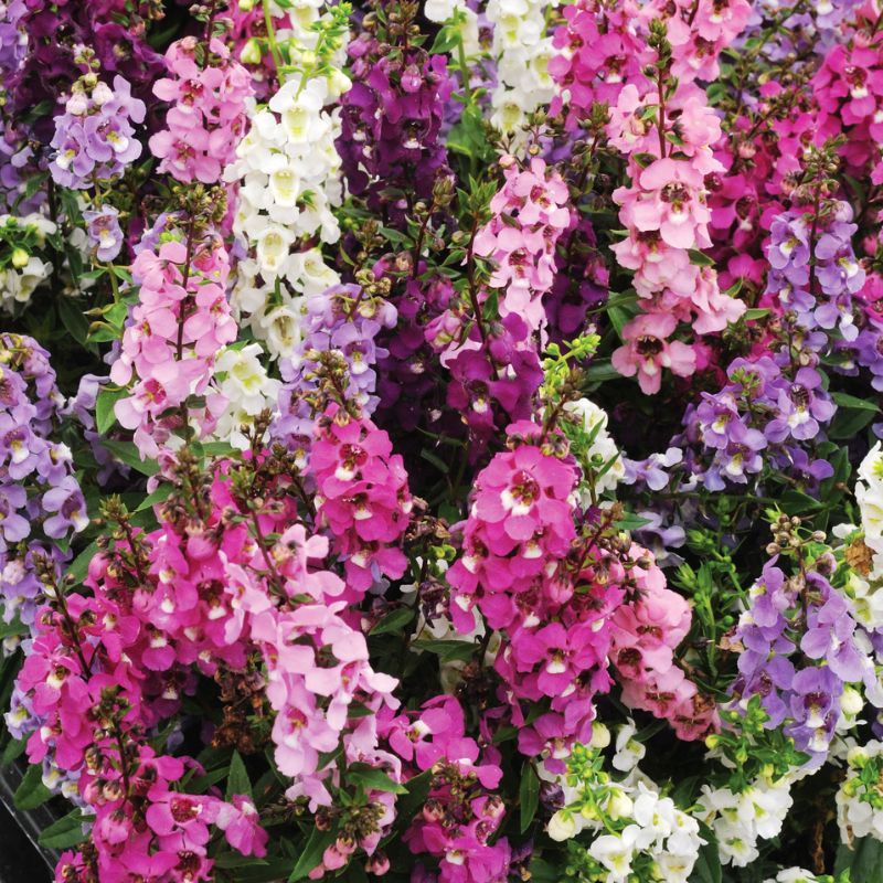 Angelonia Serena Mix F1 Seed