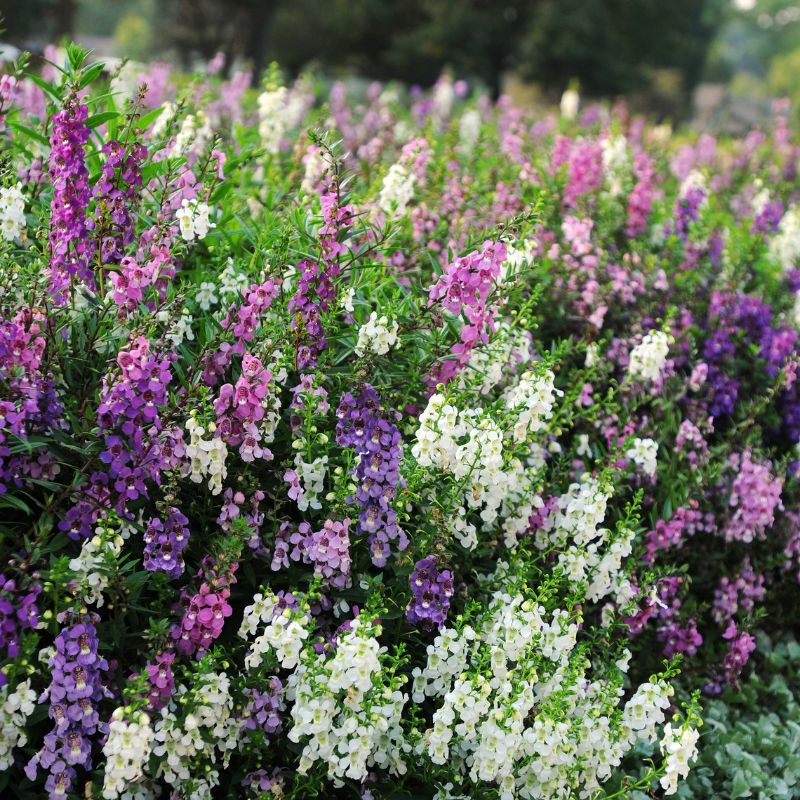 Angelonia Serena Mix F1 Seed