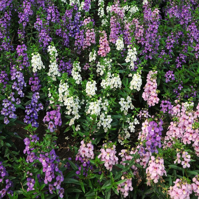 Angelonia Serena Mix F1 Seed