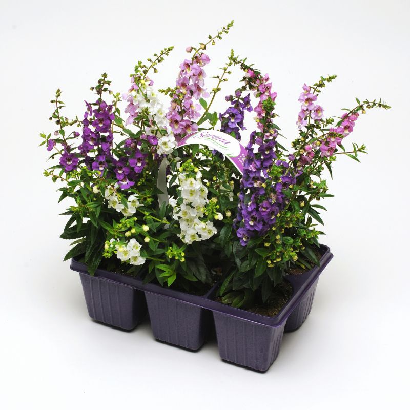 Angelonia Serena Mix F1 Seed