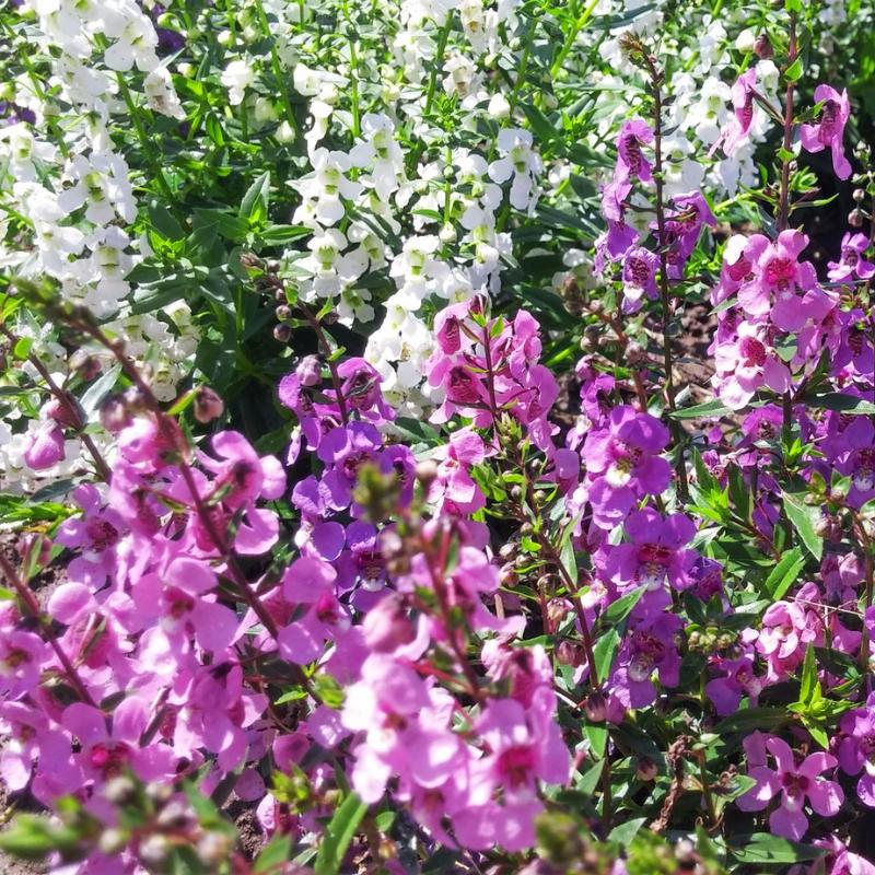 Angelonia Serena Mix F1 Seed