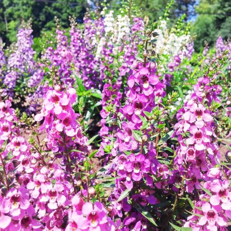 Angelonia Serena Mix F1 Seed