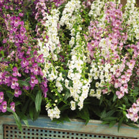 Angelonia Serena Mix F1 Seed