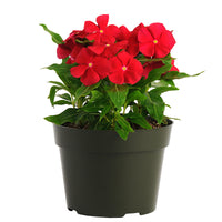 Vinca Pacifica XP Really Red Seed