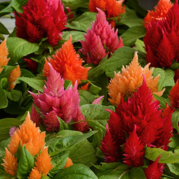 Celosia Ice Cream Mix Seed