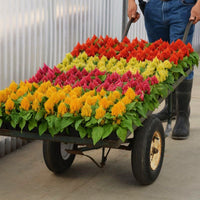 Celosia Ice Cream Mix Seed