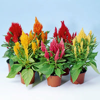 Celosia Ice Cream Mix Seed