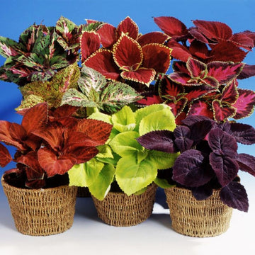 Coleus Giant Exhibition Mix Seed