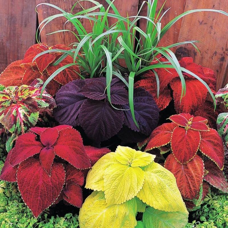 Coleus Giant Exhibition Mix Seed