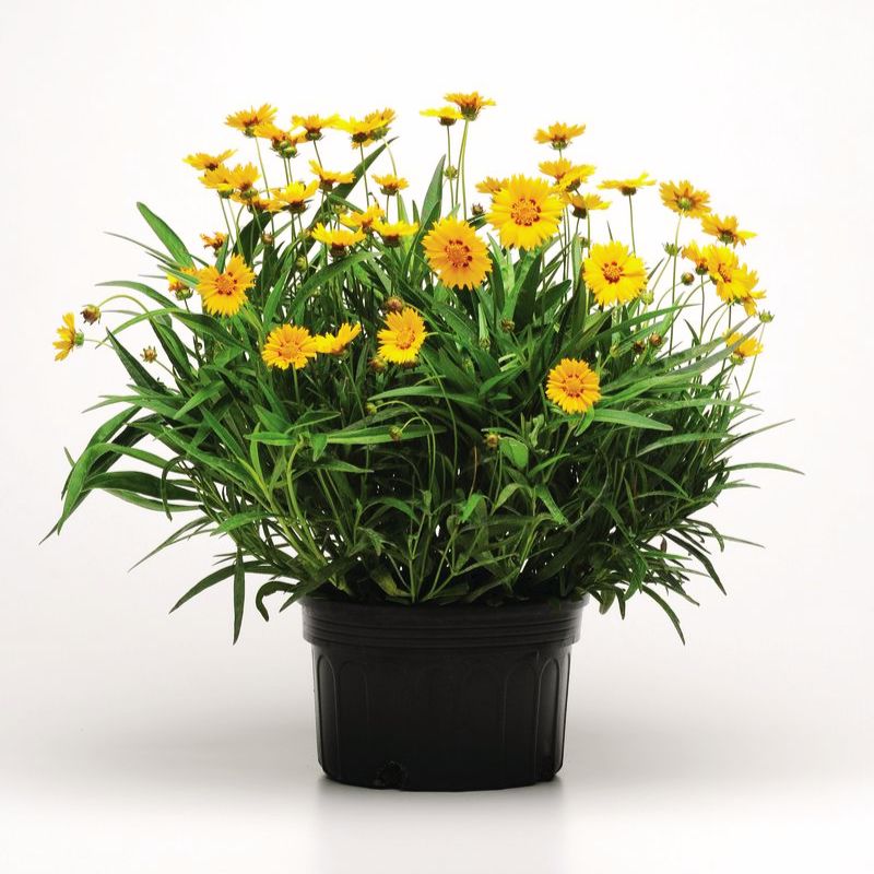 Coreopsis Sunfire Seed