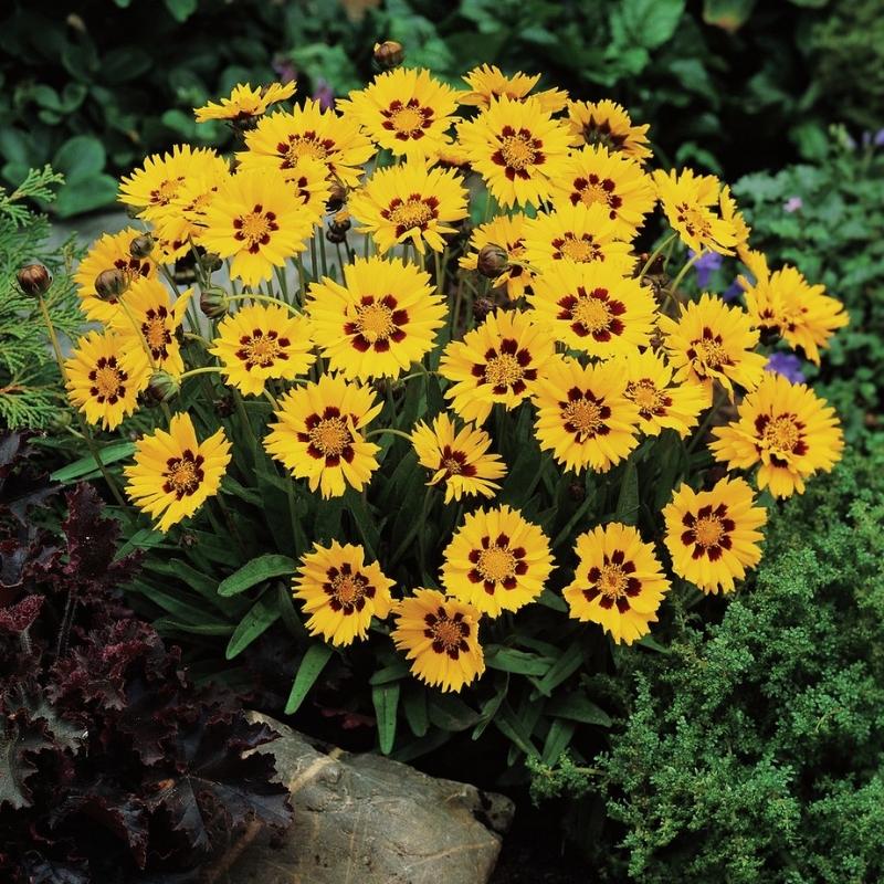 Coreopsis Sunfire Seed