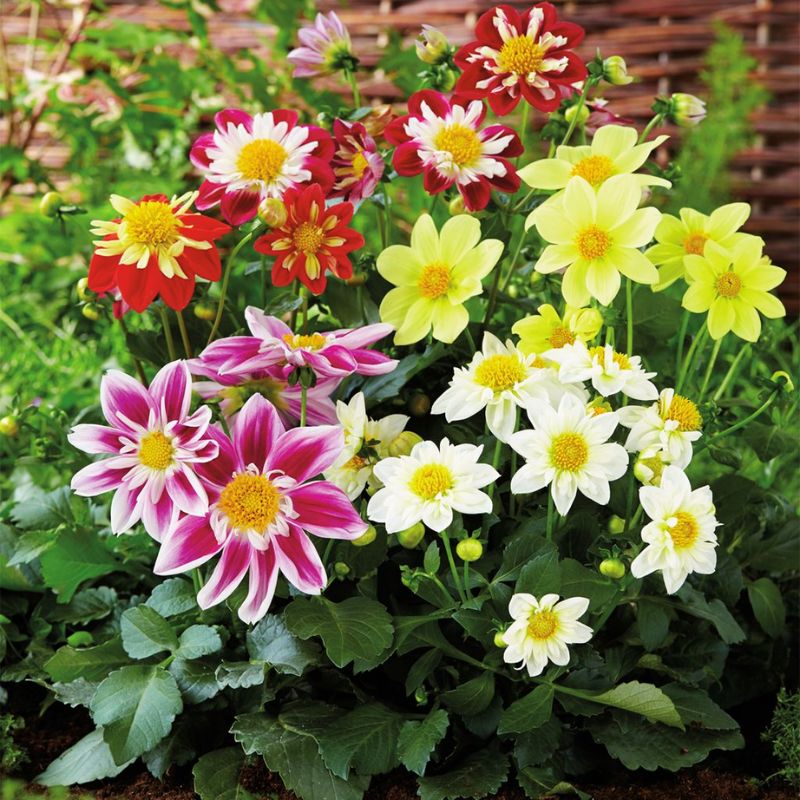 Dahlia Harlequin Mix Seed