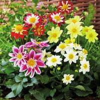 Dahlia Harlequin Mix Seed