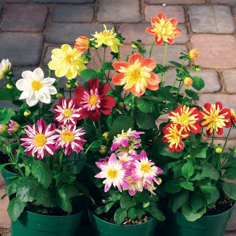 Dahlia Harlequin Mix Seed