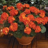 Geranium Maverick Orange F1 Seed