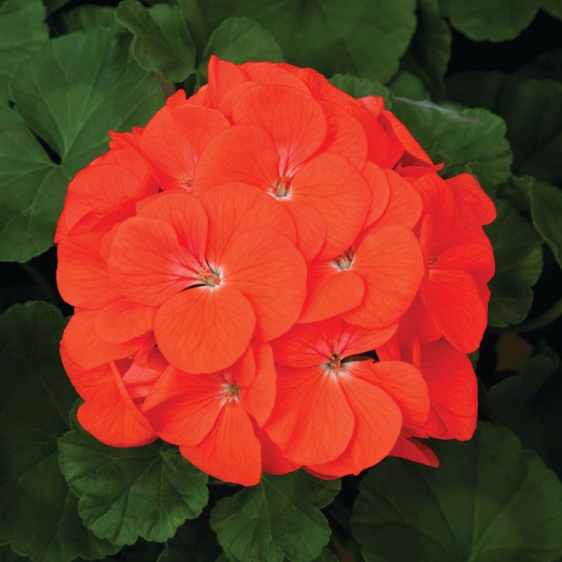 Geranium Maverick Orange F1 Seed