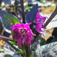 Ornamental Pepper Black Pearl Seed