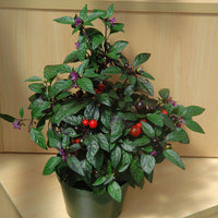 Ornamental Pepper Black Pearl Seed