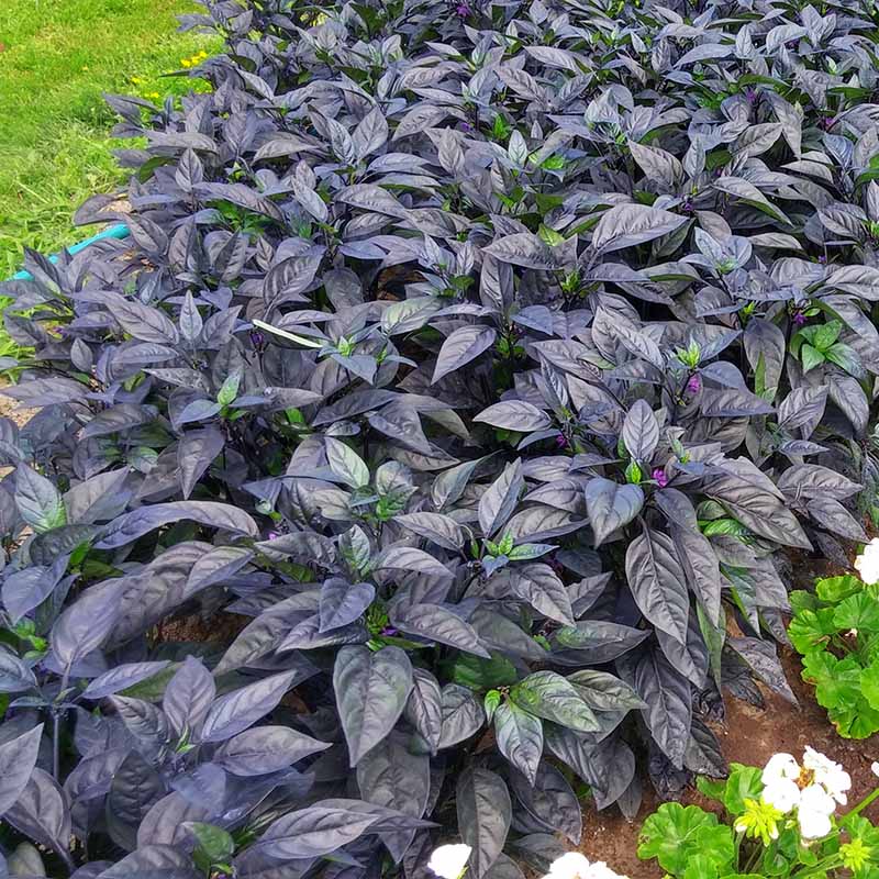 Ornamental Pepper Black Pearl Seed