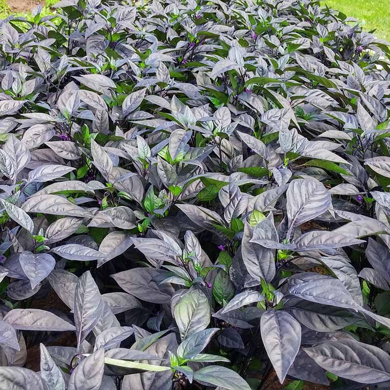 Ornamental Pepper Black Pearl Seed