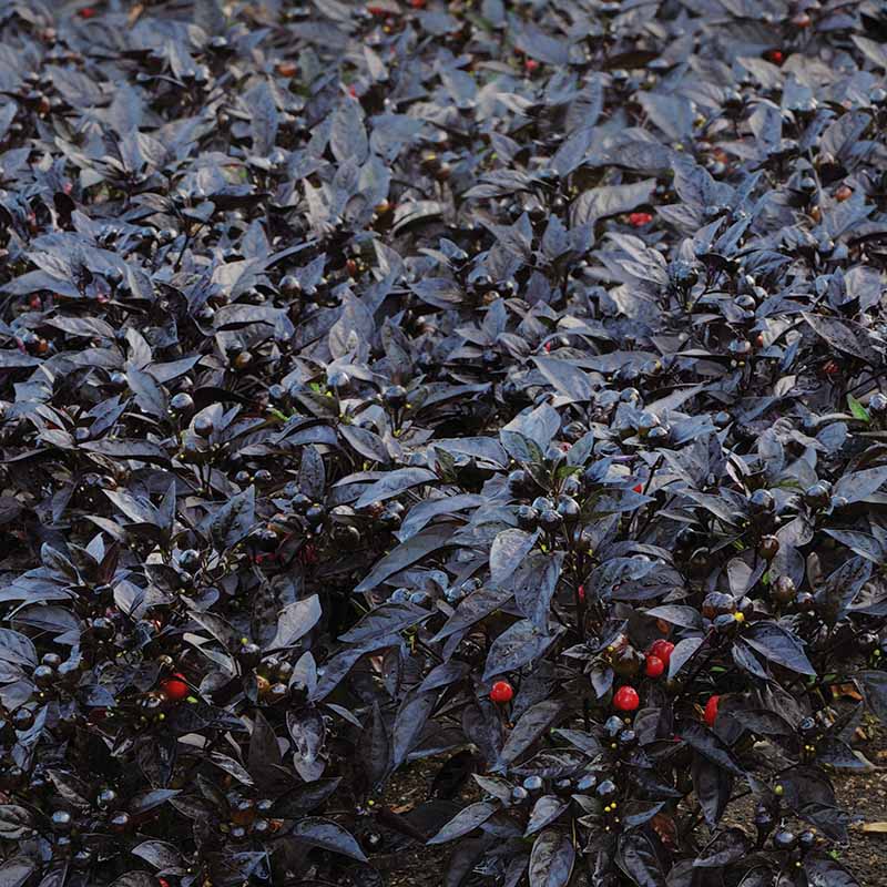 Ornamental Pepper Black Pearl Seed