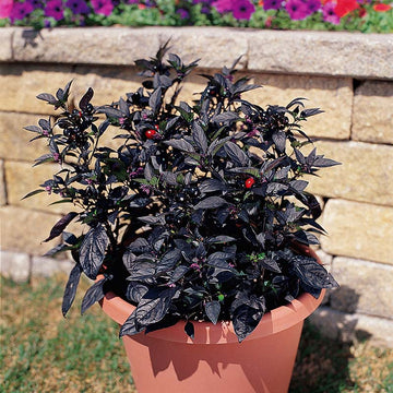 Ornamental Pepper Black Pearl Seed